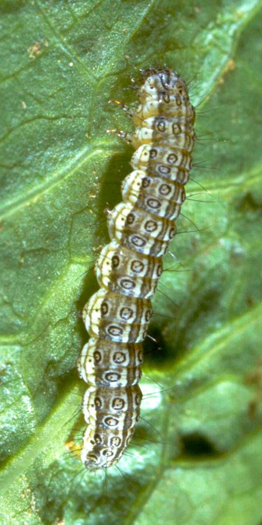 Метелик лучний блідий